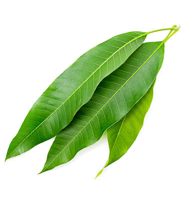 Frische Mango Leaves 1st